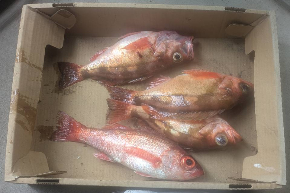 旬なお魚、メバルにノドグロ、頂きました!