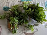 貴重な品、山菜の女王様「コシアブラ」。何度見ても若々しく美しい春の新芽です。