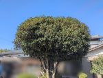 爽やかな秋晴れの１日、とても気持ちが良いです。お仕事をしていても、どことなくほのかな金木犀の香りがします。