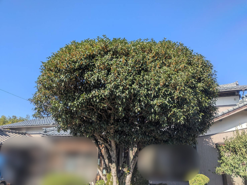 爽やかな秋晴れの1日、とても気持ちが良いです。お仕事をしていても、どことなくほのかな金木犀の香りがします。