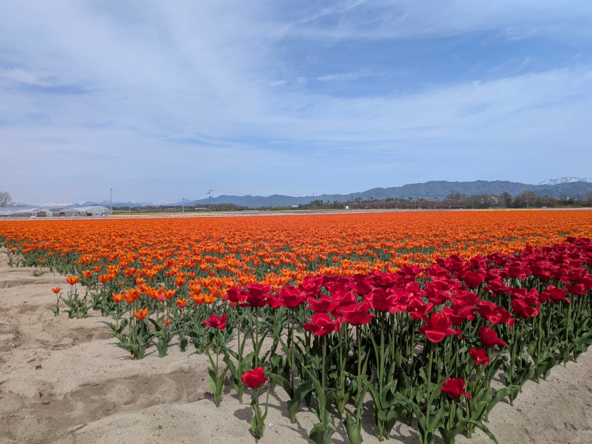 戦争とは関係なく、良い季節・春になりました。見事なチューリップ畑です