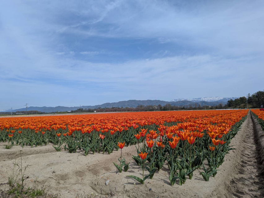 チューリップフェスティバルが、間もなく始ま有ります。お花畑も一年で一番華やかに・・・