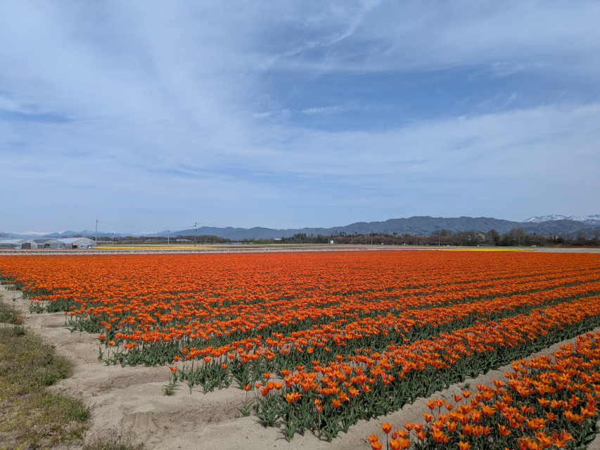 チューリップフェス開催から、この地域もお花で満たされます。花壇の苗等々扱っている友人からの連絡待ちの私も、草取り頑張って準備に勤しみます