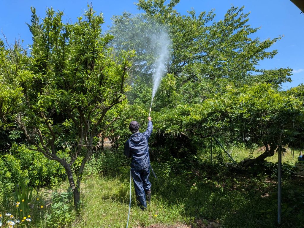 薬剤散布、高い桜の木は少し難儀しますが丁寧に・・・