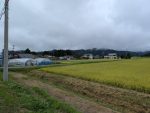 刈り取りの進む、平場の田んぼ　山手ではまだまだ稲の穂が沢山・・・