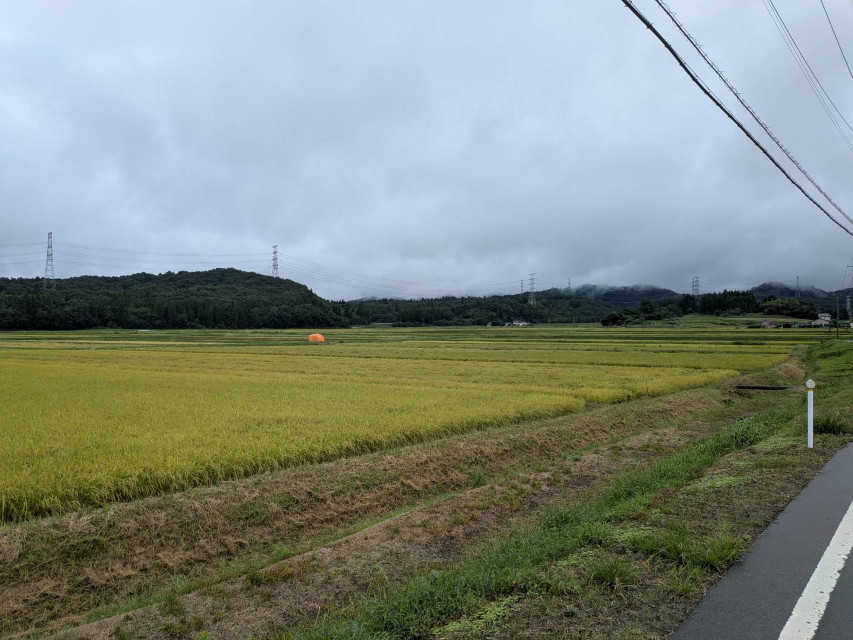 刈り取りの進む、平場の田んぼ