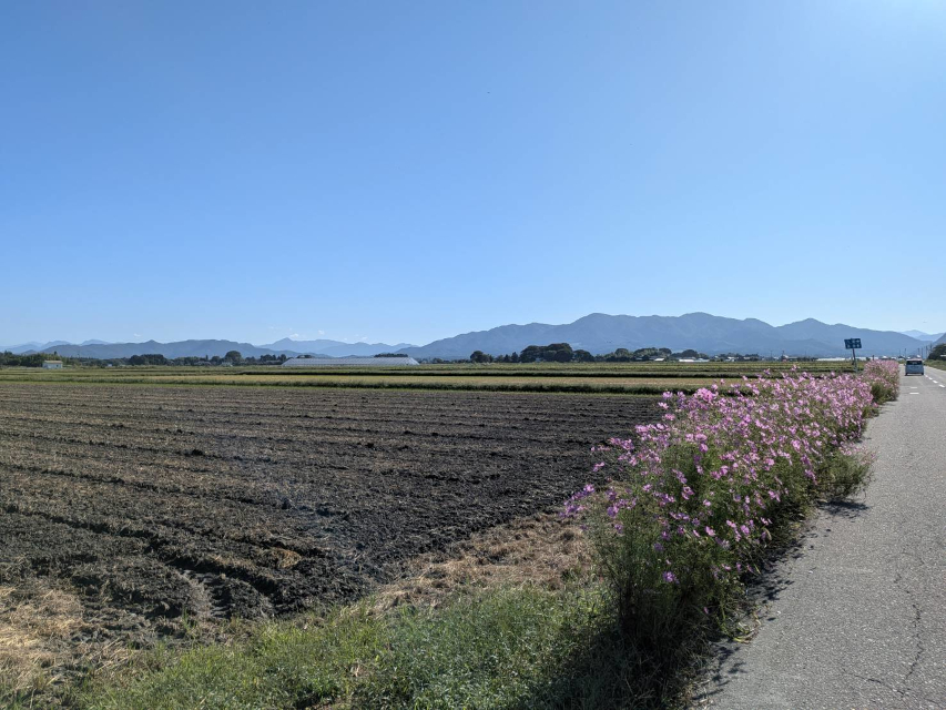 遠くに山並みが綺麗に見え、道端にはコスモスが綺麗に咲いています