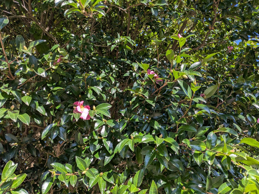 生垣には山茶花も先始め、秋の訪れを感じます